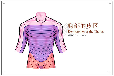 胸部的皮区前面观医疗插画背景图片