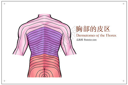 胸部的皮区后面观医疗插画图片