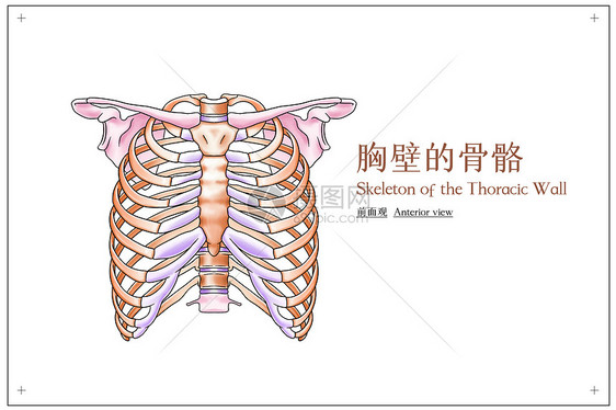 胸壁的骨骼前面观医疗插画图片