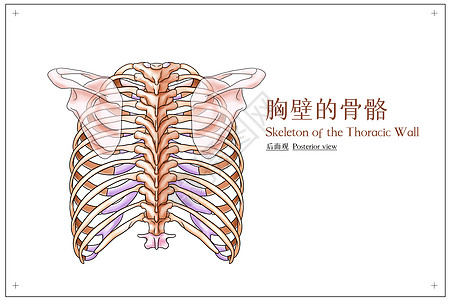 胸壁的骨骼后面观医疗插画图片