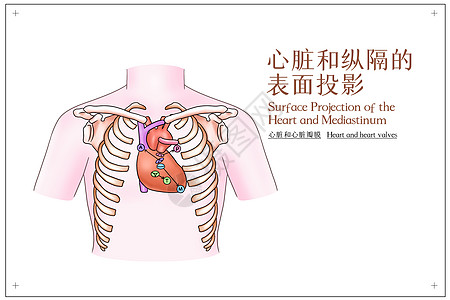 心脏和纵隔的表面投影心脏和心脏瓣膜医疗插画图片