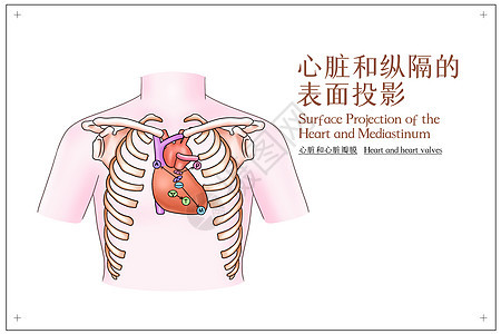 心脏和纵隔的表面投影心脏和心脏瓣膜医疗插画背景图片