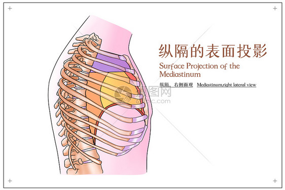 纵隔的表面投影右侧面观医疗插画图片