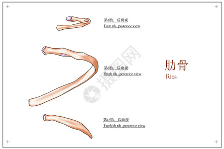 肋骨后面观医疗插画图片