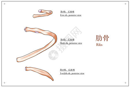 肋骨后面观医疗插画图片