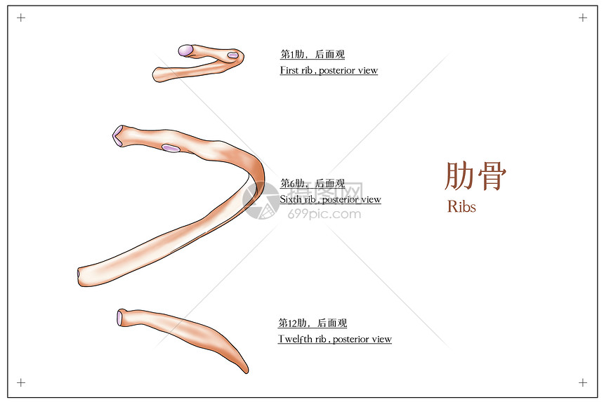 肋骨后面观医疗插画图片