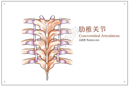 肋椎关节后面观医疗插画高清图片