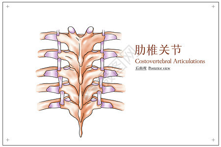 肋椎关节后面观医疗插画背景图片