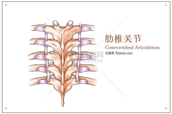 肋椎关节后面观医疗插画图片