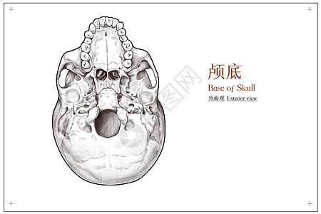 头骨颅底外面观医疗插画背景图片