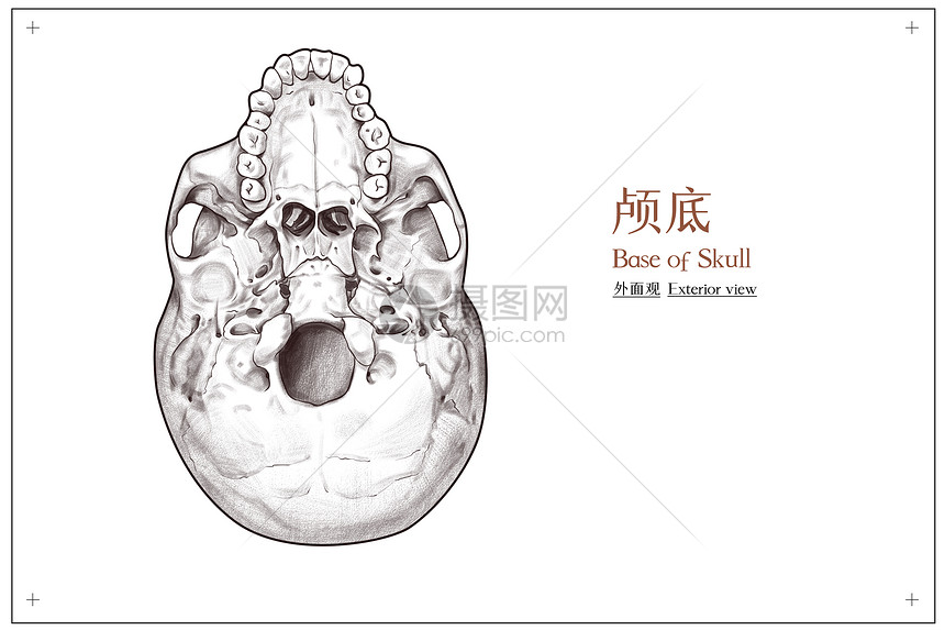 头骨颅底外面观医疗插画图片