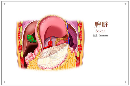 脾脏剖面医疗插画高清图片