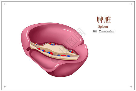 脾脏脏面医疗插画背景图片