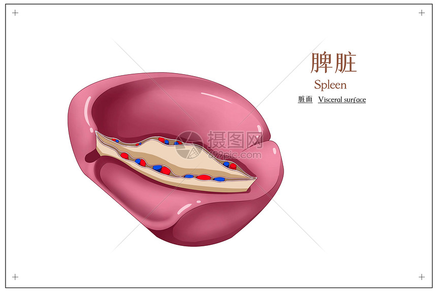 脾脏脏面医疗插画插画图片下载-正版图片401789416-摄图网