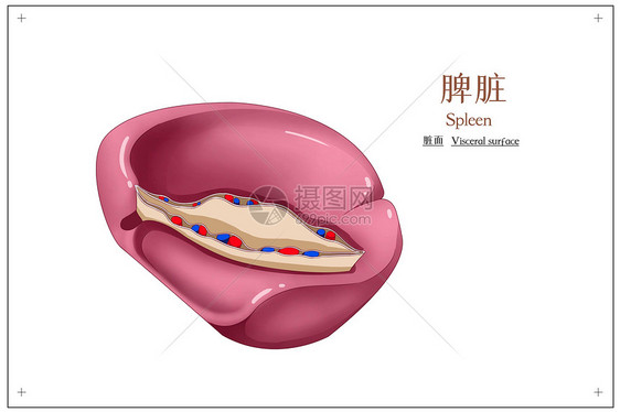 脾脏脏面医疗插画图片