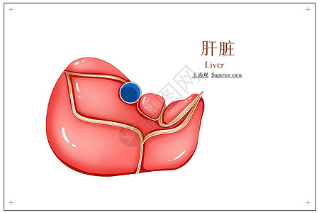 肝脏上面观医疗插画图片