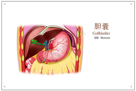 胆囊剖面医疗插画图片