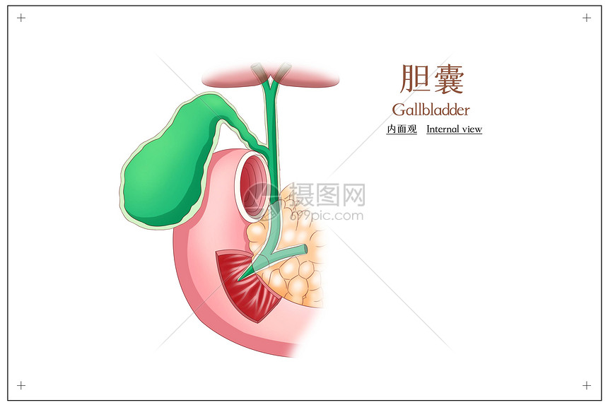 胆囊内面观图片