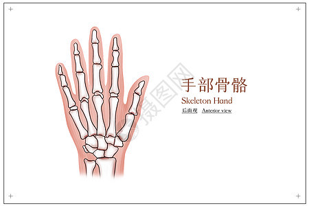 手部骨骼结构医疗插画图片
