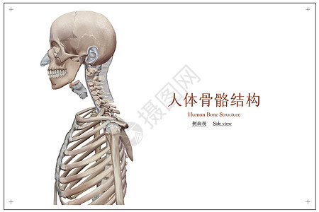 人体骨骼结构医疗插画高清图片