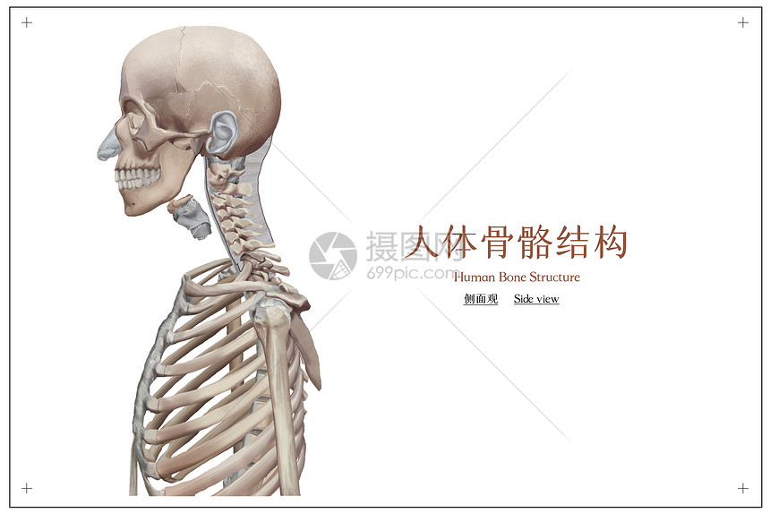人体骨骼结构医疗插画插画图片下载 正版图片 摄图网 人体骨骼结构医疗插画插画图片下载 正版图片 摄图网