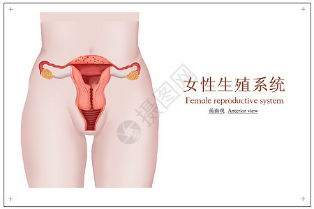 女性生殖性系统医学插画图片