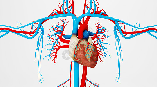 人体心脏血管场景图片