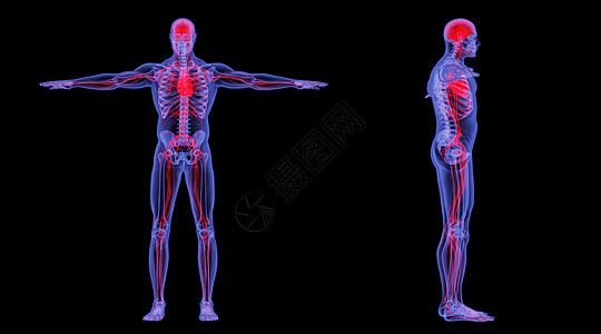 X光人体循环系统背景图片