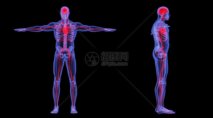X光人体循环系统图片