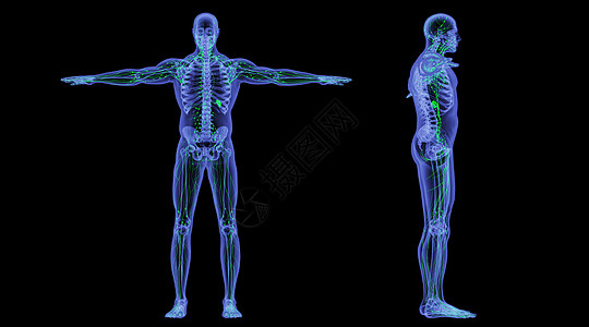 X光人体淋巴系统背景图片