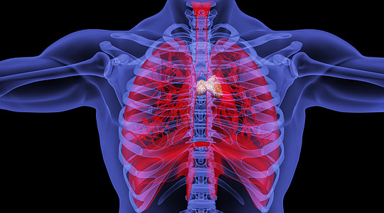 呼吸系统人体胸腺场景设计图片