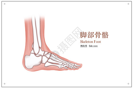 脚侧面骨骼结构高清图片