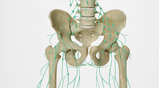 淋巴系统盆骨淋巴设计图片