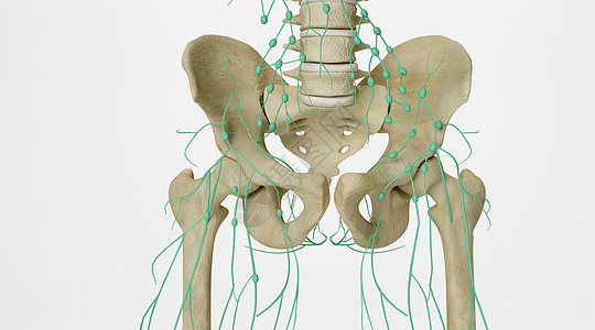 股骨盆骨淋巴设计图片