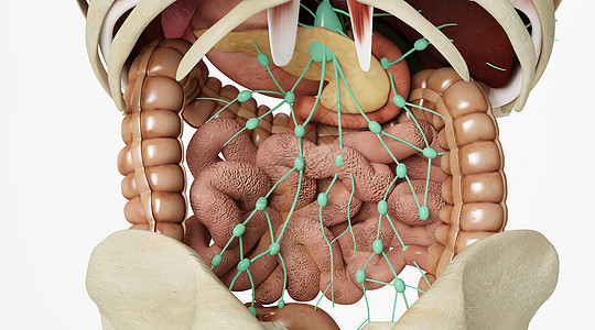 器官组织人体肠胃相关淋巴组织设计图片
