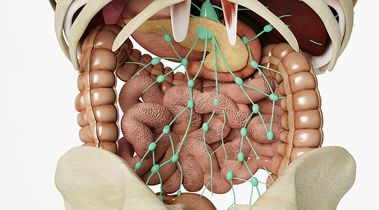 人体肠胃相关淋巴组织背景图片
