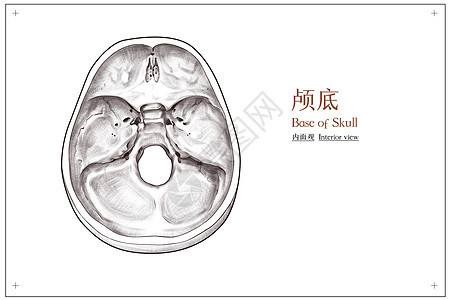 头部颅底内面观医疗插画图片