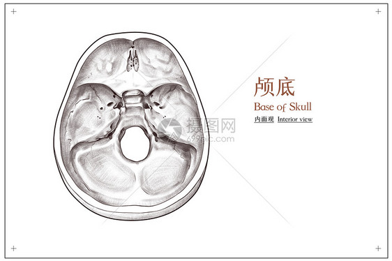 头部颅底内面观医疗插画图片