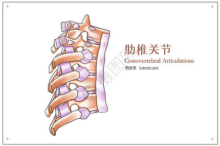 肋椎关节侧面观医疗插画图片