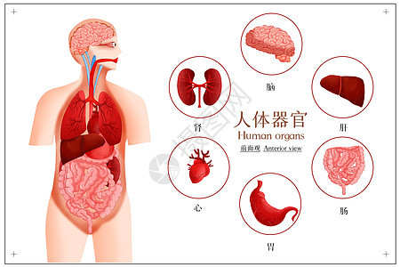 人体系统器官图插画背景图片