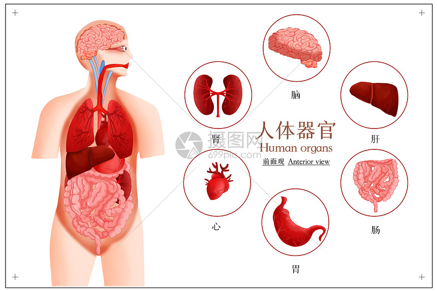 人体系统器官图插画图片