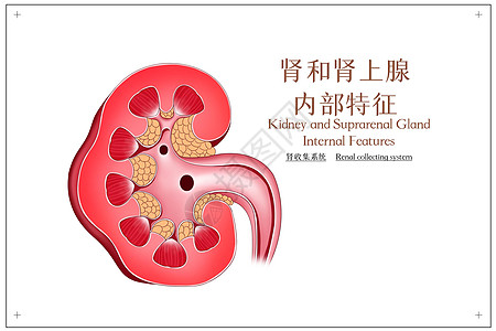 肾和肾上腺内部特征肾收集系统医疗插画图片
