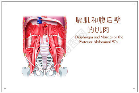 膈肌和腹后壁的肌肉医疗插画图片