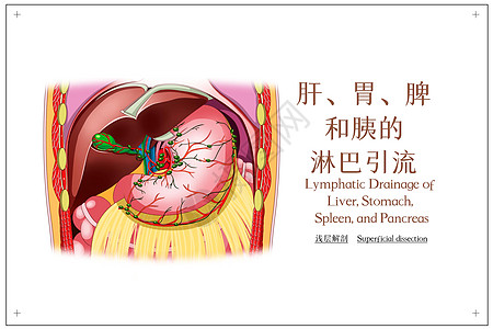 肝胃脾和胰的淋巴引流浅层解剖医疗插画图片素材