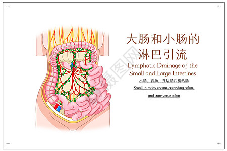 大肠和小肠的淋巴引流小肠盲肠升结肠横结肠医疗插画图片素材