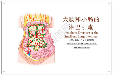 大肠和小肠的淋巴引流小肠盲肠升结肠横结肠医疗插画图片