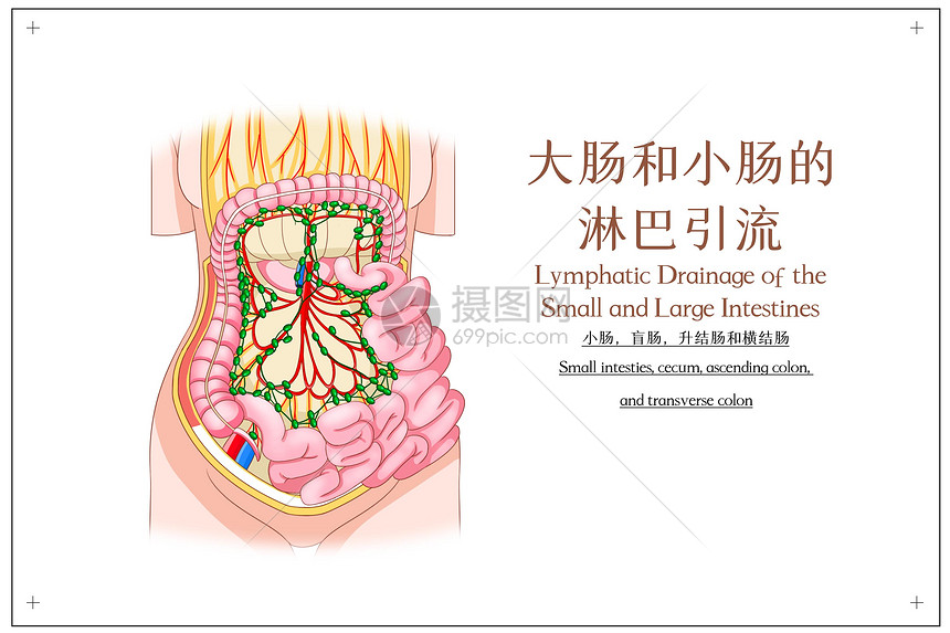 大肠和小肠的淋巴引流小肠盲肠升结肠横结肠医疗插画图片