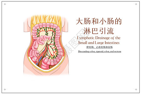 大肠和小肠的淋巴引流降结肠乙状结肠和直肠医疗插画背景图片