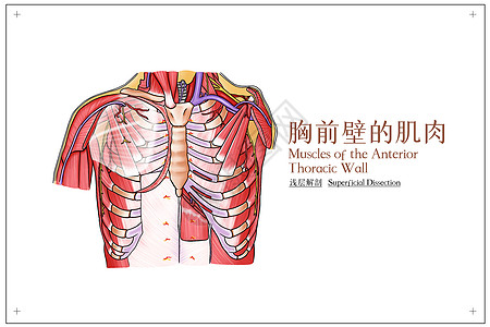 胸前壁的肌肉浅层解剖医疗插画高清图片