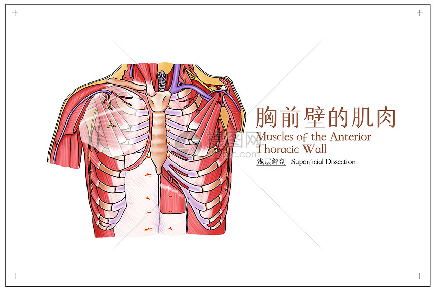 胸前壁的肌肉浅层解剖医疗插画插画图片下载 正版图片 摄图网 胸前壁的肌肉浅层解剖医疗插画插画图片下载 正版图片 摄图网